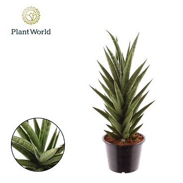 Sansevieria 'starshooter'