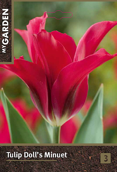 Тюльпан зеленоцветный Долл'з Минуэт