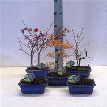 Bonsai Acer Mix 20 , 3 Species, Without Driptray
