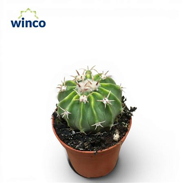 Echinocactus Texensis Ssp.