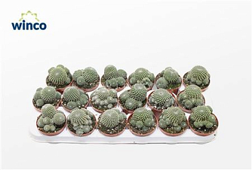 Sulcorebutia Heliosoides