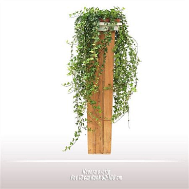 Hedera He Shamrock