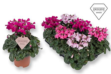 Cyclamen Petticoat Mix