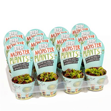 Dionaea Potcover Little Monster Plants