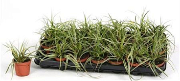 Carex Fishers Form