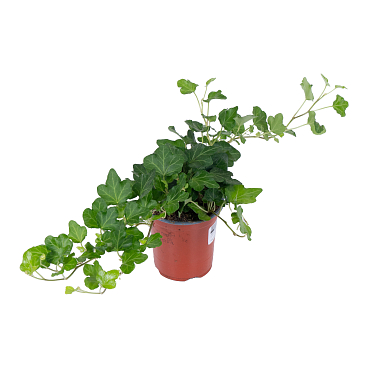 Хедера хеликс Вандер