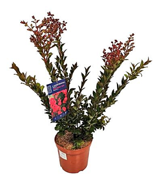 Lagerstroemia Indica Enduring Red Bush