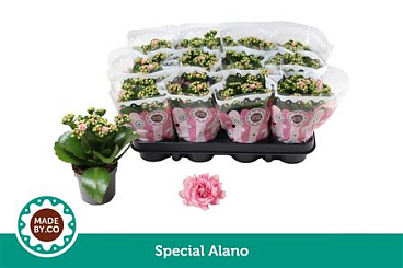 Kal Ros Special Alano