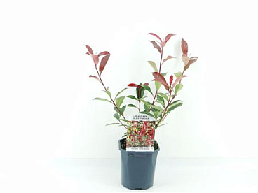 Photinia Fras Carre Rouge