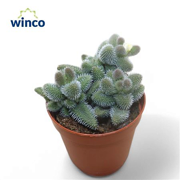 Delosperma Echinatum