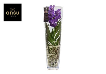 Vanda Lisanne 70 Purple