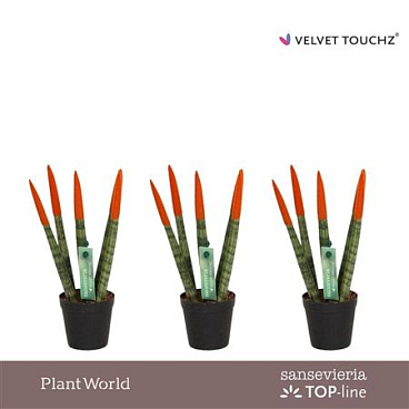 Sansevieria Velvet Touchz Oranje