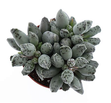 Adromischus Grey