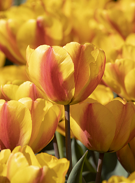 Тюльпан дарвинов гибрид Оксфорд Вондер