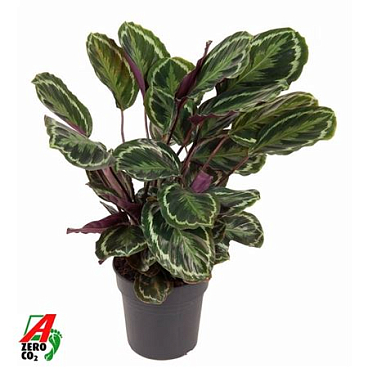 Calathea Medallion