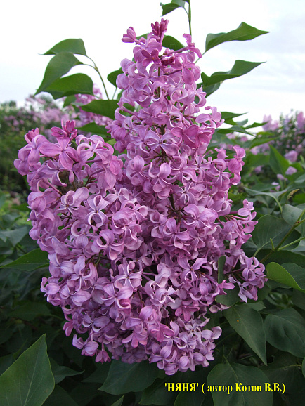 Сирень обыкновенная Няня