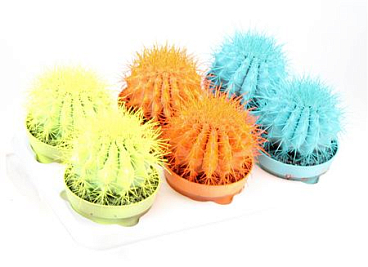 Echinocactus Rainbow Summer Mix