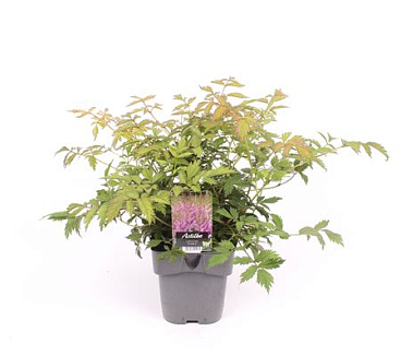 Astilbe Chinensis Pumila