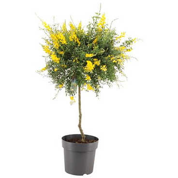 Genista (cytisus) Ball On Stem