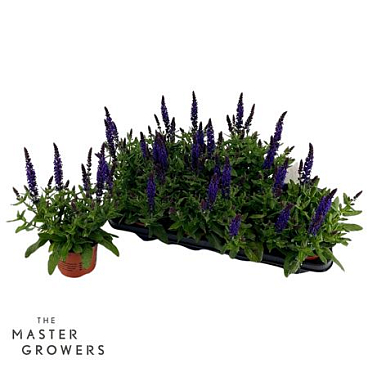 Salvia Sensation Blue