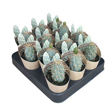 Opuntia Miquelii Potcover