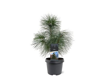 Pinus Strobus