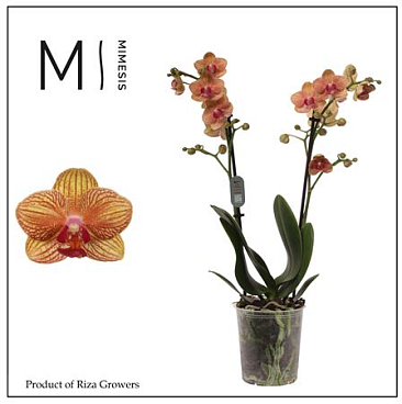 Phal 2st Penny Love 22+ (mimesis)
