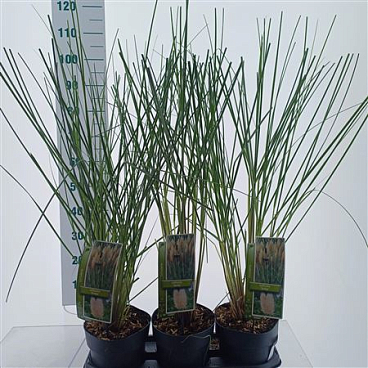 Cortaderia Selloana Evita