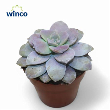 Graptoveria Superbum