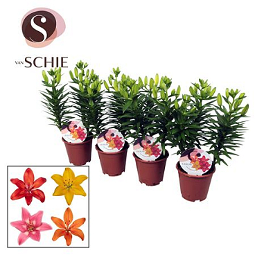 Lilium As Mix Garden 3pp