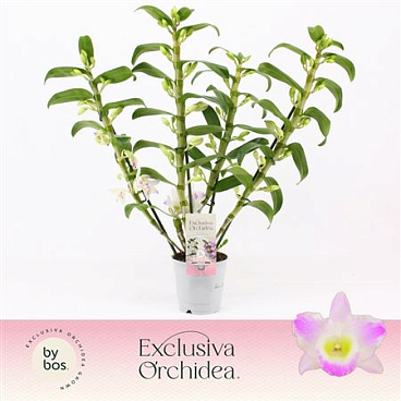 Den Nob 4st Pandora Exclusiva Orchidea