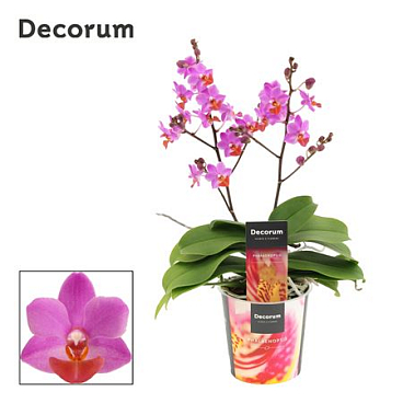 Phal Table Mystery 2st (decorum)