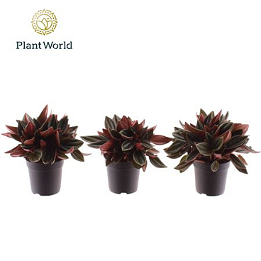 Peperomia Rosso