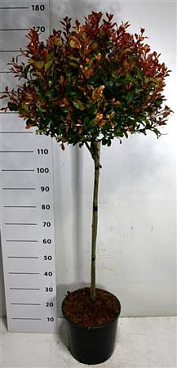 Photinia Fraseri Carré Rouge On Stem