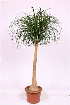 Beaucarnea Recurvata