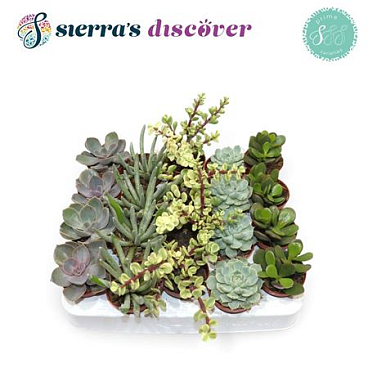Succulent Mix Valencia (discover)