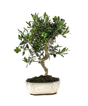 Bonsai Outdoor Olea Europaea Ball In