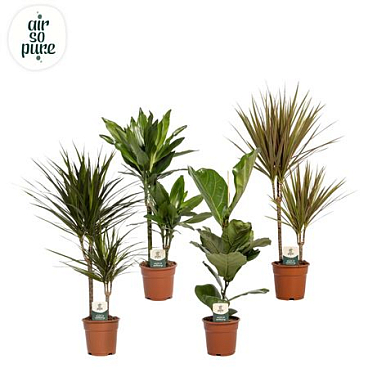 Plant Mix (air So Pure)
