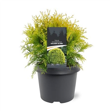 Thuja Occidentalis Golden Globe