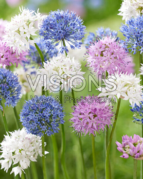 Аллиум микс