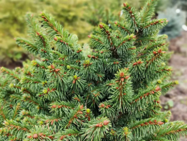 Ель обыкновенная Велополи