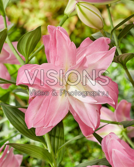 Лилия восточный махровый Лотус Бриз