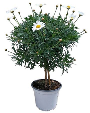 Argyranthemum White On Stem