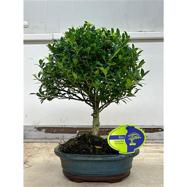 Bonsai Ilex Crenata, Without Drip T