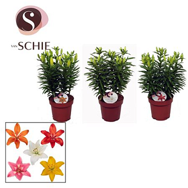 Lilium As Garden Mix 5pp