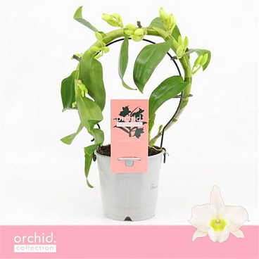Dendr Nob Mini Bow Apollon Orchid Collection