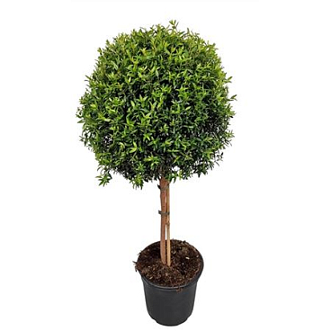 Myrtus Communis On Stem.