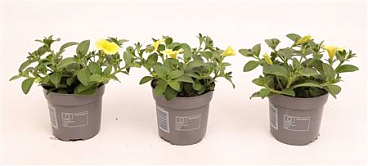 Petunia Bee's Knees Yellow
