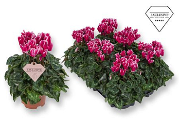 Cyclamen Special Odora (exclusive)