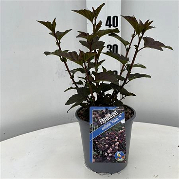 Physocarpus Op Diabolo